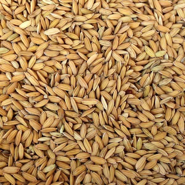 Paddy-Reis ohne Verpackung